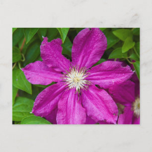 Carte Postale Fleurs à Robinette's Apple Haus et Gift Barn