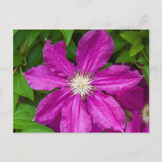 Carte Postale Fleurs à Robinette's Apple Haus et Gift Barn (Devant)
