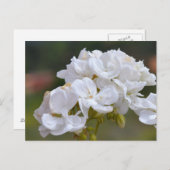 Carte Postale Fleurs à Tenerife (Devant / Derrière)