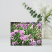 Carte Postale Fleurs Allium (Debout devant)