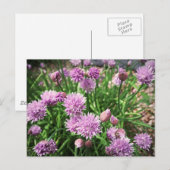 Carte Postale Fleurs Allium (Devant / Derrière)