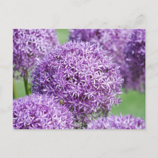 Carte postale Fleurs Allium en fleurs