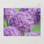Carte postale Fleurs Allium en fleurs (Devant)