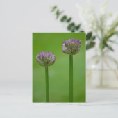 Carte postale Fleurs Allium sauvages (Debout devant)