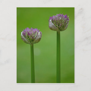 Carte postale Fleurs Allium sauvages