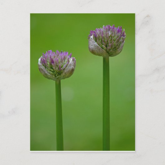 Carte postale Fleurs Allium sauvages (Devant)