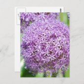 Carte postale Fleurs Allium Violet (Devant / Derrière)