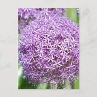Carte postale Fleurs Allium Violet