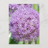 Carte postale Fleurs Allium Violet (Devant)