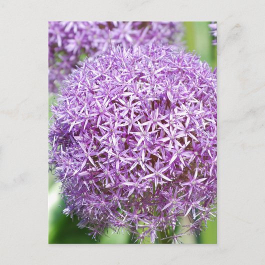 Carte postale Fleurs Allium Violet (Devant)