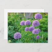 Carte postale Fleurs Allium Violet (Devant / Derrière)