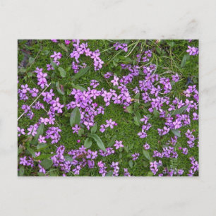 Carte Postale Fleurs alpines