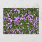 Carte Postale Fleurs alpines (Devant)