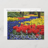 Carte Postale Fleurs au Keukenhof, hyacinrhs et navets (Devant / Derrière)