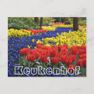 Carte Postale Fleurs au Keukenhof, hyacinrhs et navets