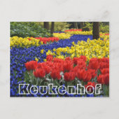Carte Postale Fleurs au Keukenhof, hyacinrhs et navets (Devant)