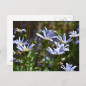 Carte Postale Fleurs au soleil (Devant / Derrière)