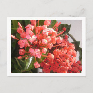 Carte Postale Fleurs bahamiennes