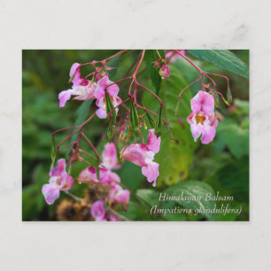 Carte postale Fleurs Balsam Himalaya