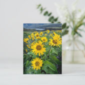Carte Postale Fleurs | Balsamroot Columbia River, Oregon (Debout devant)