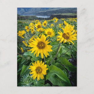 Carte Postale Fleurs Balsamroot Columbia River, Oregon