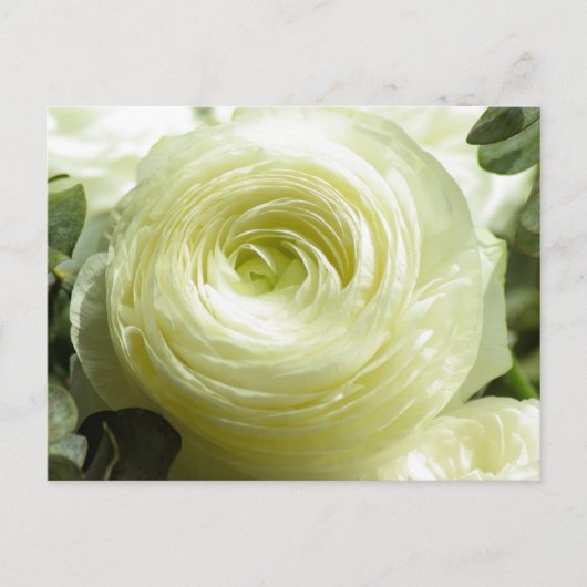 Carte postale Fleurs Beurre Blanche (Devant)