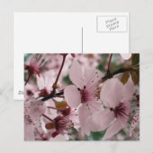 Carte Postale Fleurs Bienheureuses (Devant / Derrière)
