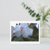 Carte postale Fleurs blanches (Debout devant)