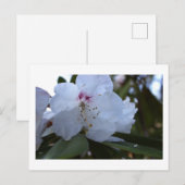 Carte postale Fleurs blanches (Devant / Derrière)