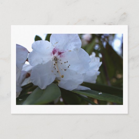 Carte postale Fleurs blanches (Devant)