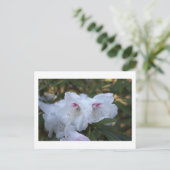 Carte postale Fleurs Blanches (Debout devant)