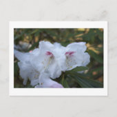 Carte postale Fleurs Blanches (Devant)