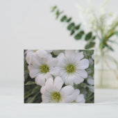 Carte Postale Fleurs blanches (Debout devant)