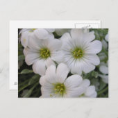 Carte Postale Fleurs blanches (Devant / Derrière)