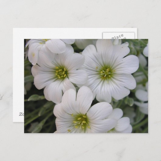 Carte Postale Fleurs blanches (Devant / Derrière)