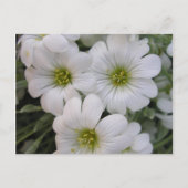 Carte Postale Fleurs blanches (Devant)
