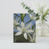Carte postale Fleurs blanches (Debout devant)