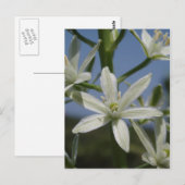 Carte postale Fleurs blanches (Devant / Derrière)