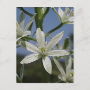 Carte postale Fleurs blanches