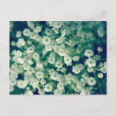 Carte Postale Fleurs blanches (Devant)