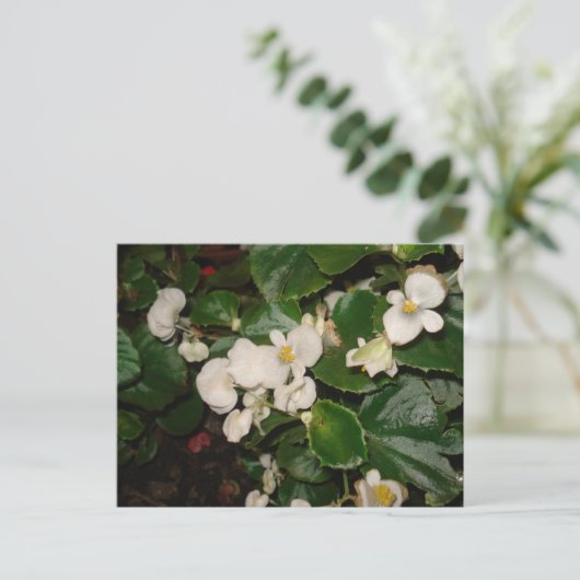 Carte Postale Fleurs blanches (Debout devant)