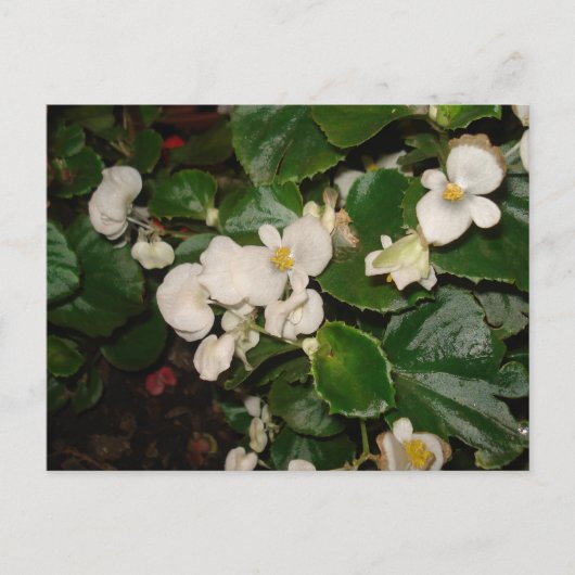 Carte Postale Fleurs blanches (Devant)