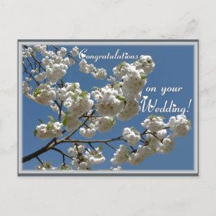 Carte Postale Fleurs blanches