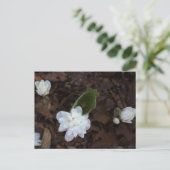 Carte postale Fleurs Blanches (Debout devant)