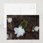 Carte postale Fleurs Blanches (Devant / Derrière)