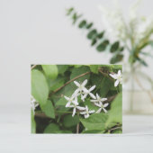 Carte Postale Fleurs blanches #2 (Debout devant)