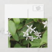 Carte Postale Fleurs blanches #2 (Devant / Derrière)