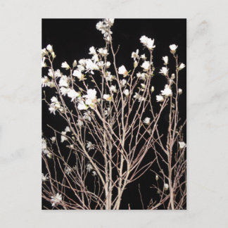 Carte Postale Fleurs blanches Branches Arbre Noir Nuit