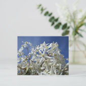 Carte Postale Fleurs blanches, ciel bleu (Debout devant)