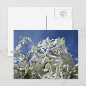 Carte Postale Fleurs blanches, ciel bleu (Devant / Derrière)
